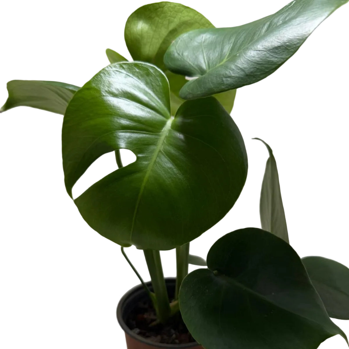 Monstera deliciosa – Tropical Indoor Plant
