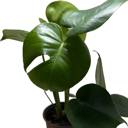 Monstera deliciosa – Tropical Indoor Plant