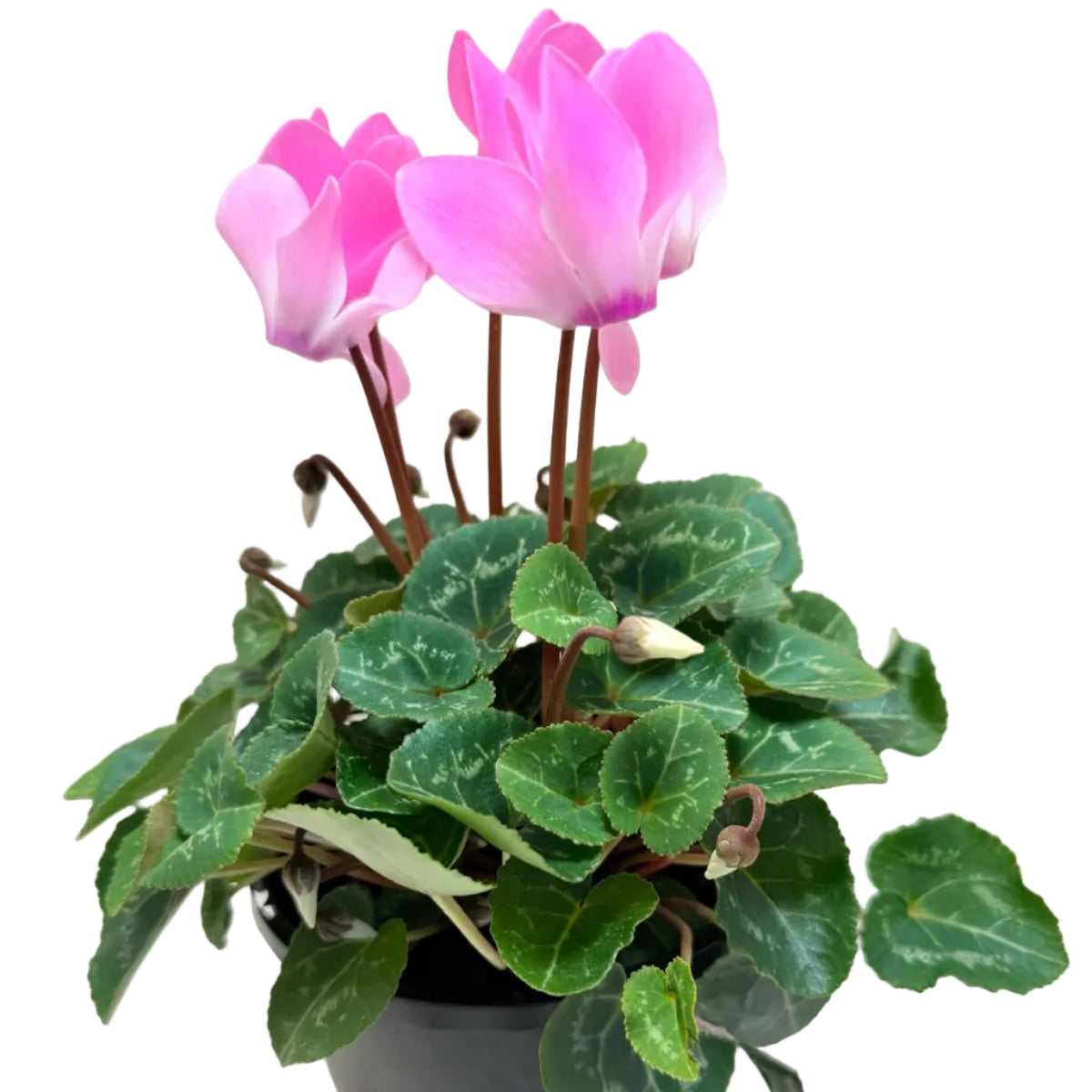 Cyclamen Light Pink | Pink Flowering Plant Australia