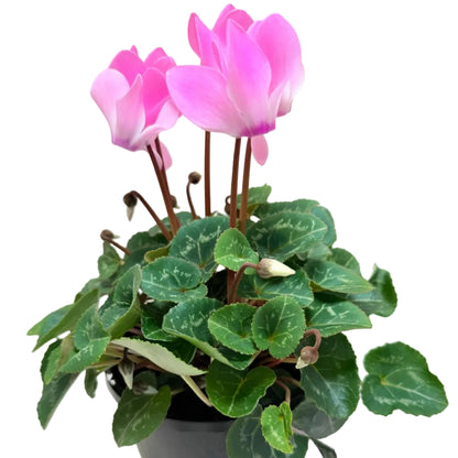 Cyclamen Light Pink | Pink Flowering Plant Australia