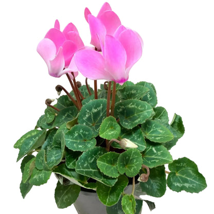 Cyclamen Light Pink | Pink Flowering Plant Australia