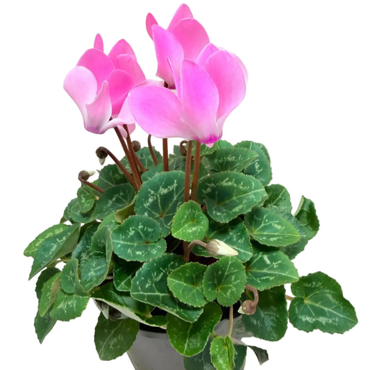 Cyclamen Light Pink | Pink Flowering Plant Australia