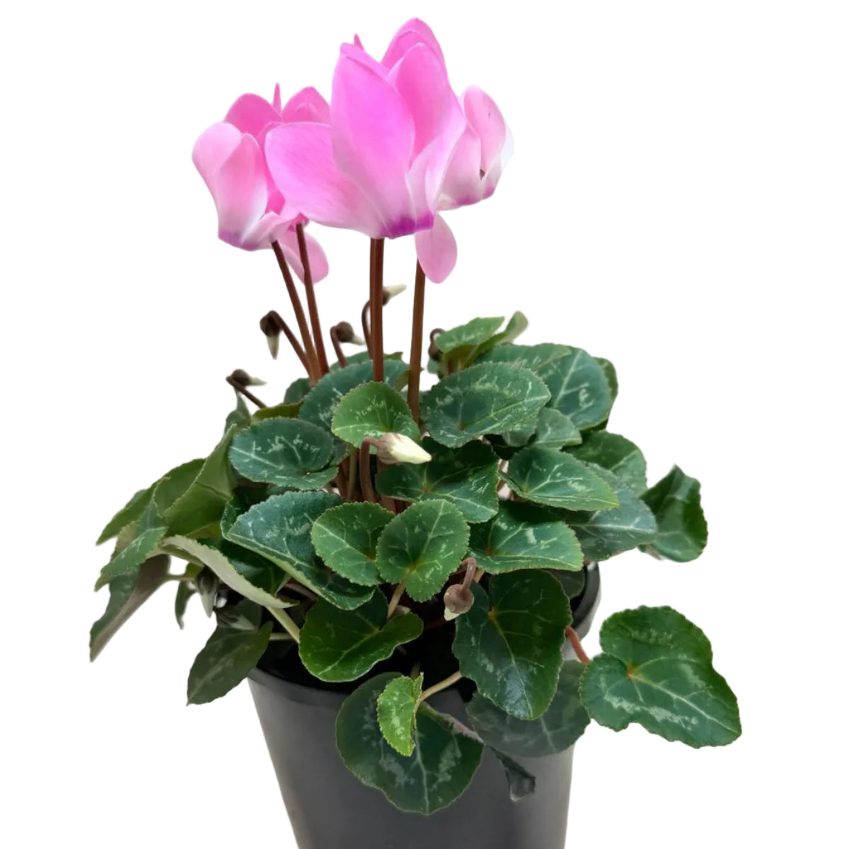 Cyclamen Light Pink | Pink Flowering Plant Australia