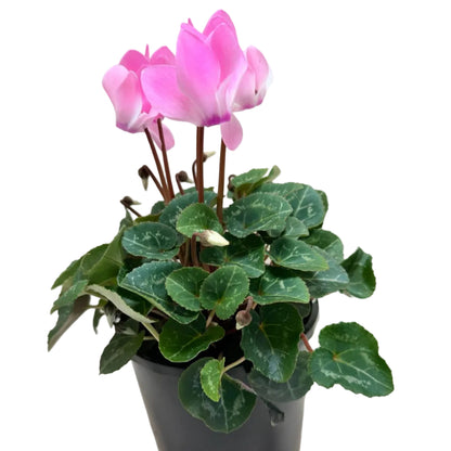 Cyclamen Light Pink | Pink Flowering Plant Australia