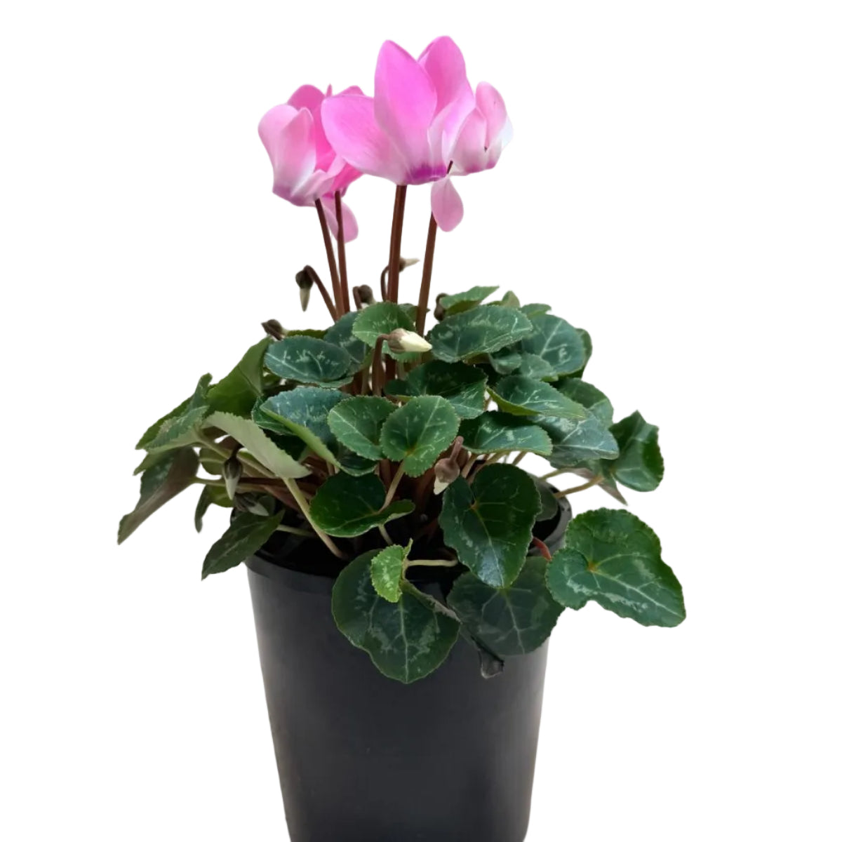 Cyclamen Light Pink | Pink Flowering Plant Australia