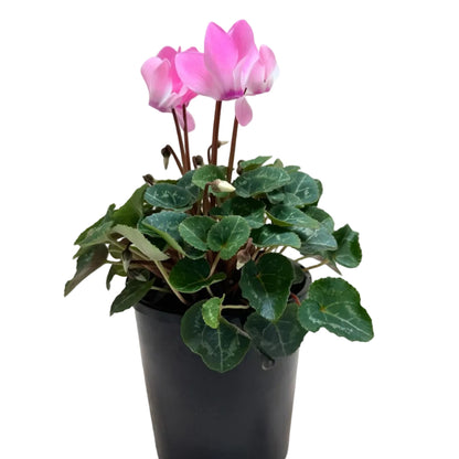 Cyclamen Light Pink | Pink Flowering Plant Australia