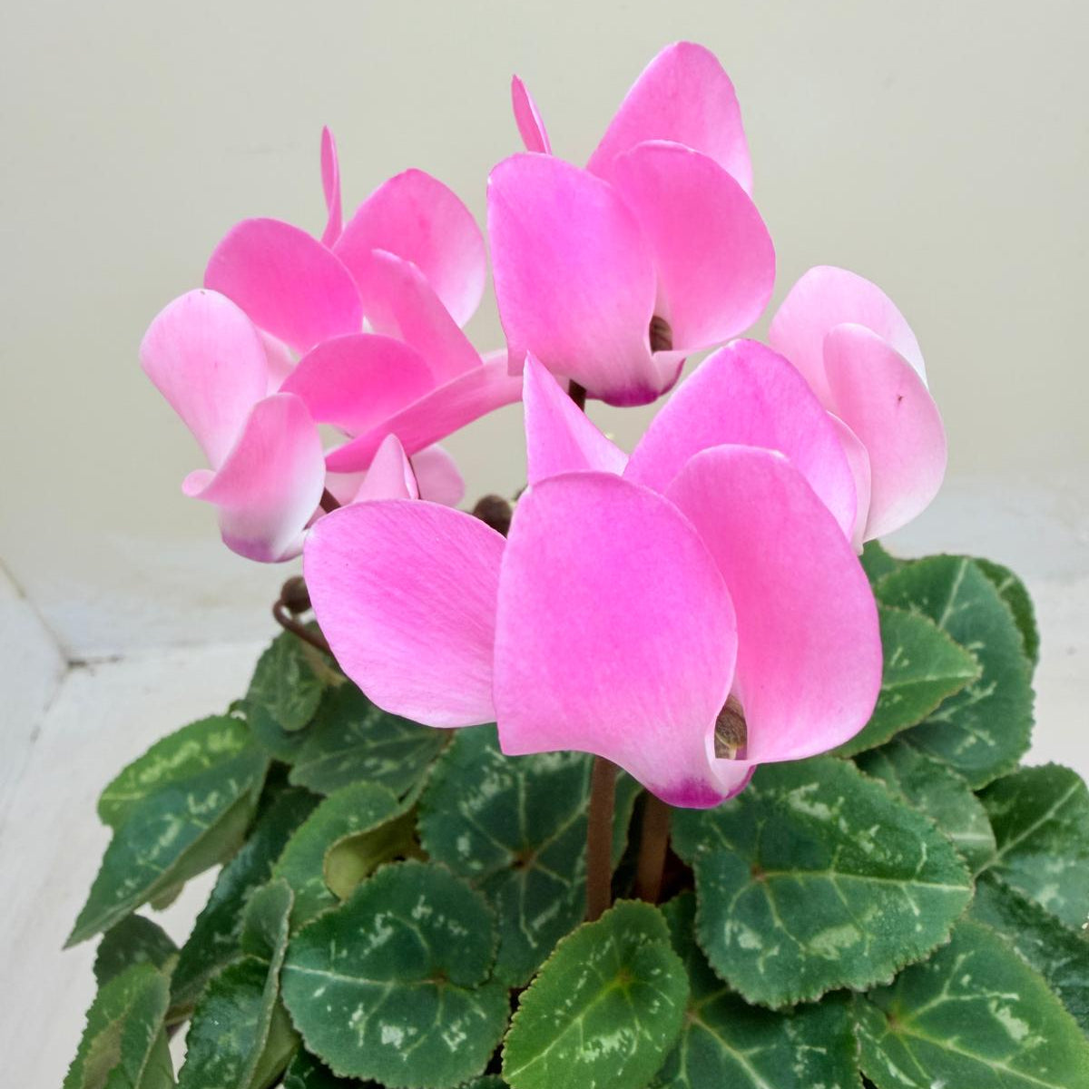 Cyclamen Light Pink | Pink Flowering Plant Australia