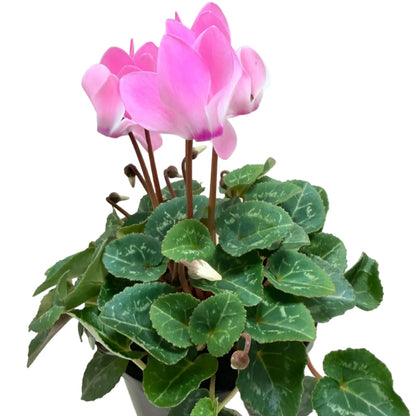 Cyclamen Light Pink | Pink Flowering Plant Australia
