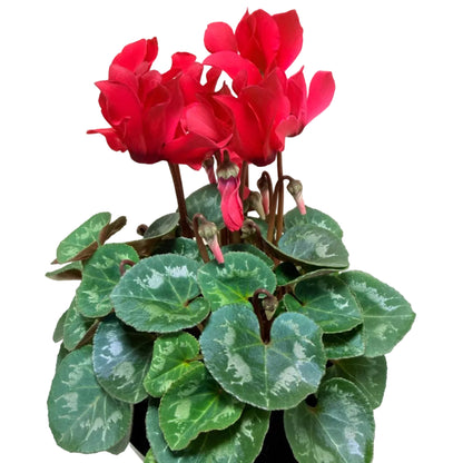 Cyclamen Light Red | Vibrant Red Flowering Indoor Plant|190mm
