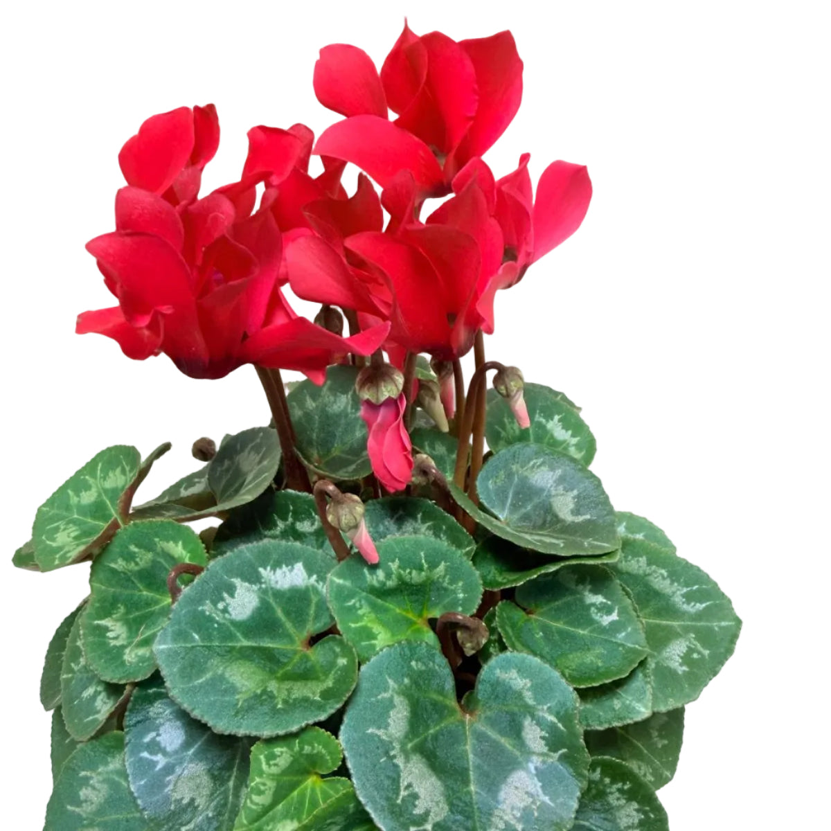 Cyclamen Light Red | Vibrant Red Flowering Indoor Plant|190mm