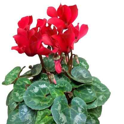 Cyclamen Light Red | Vibrant Red Flowering Indoor Plant|190mm
