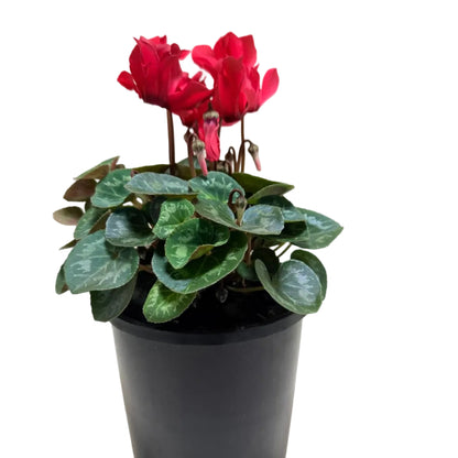Cyclamen Light Red | Vibrant Red Flowering Indoor Plant|190mm