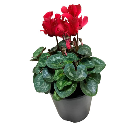 Cyclamen Light Red | Vibrant Red Flowering Indoor Plant|190mm