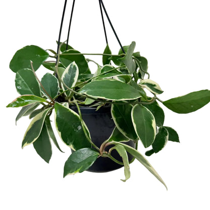Hoya Purple Pride | Stunning Purple-Toned Wax Plant|190mm