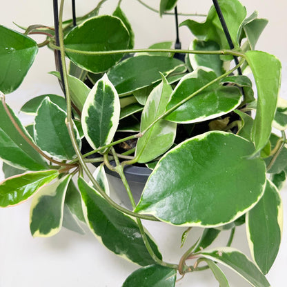 Hoya Purple Pride | Stunning Purple-Toned Wax Plant|190mm