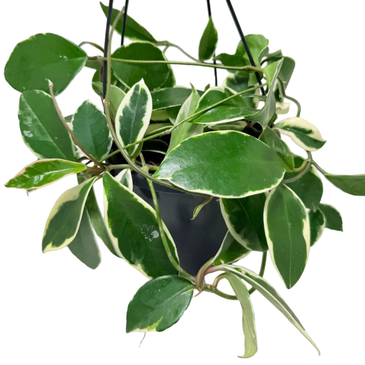 Hoya Purple Pride | Stunning Purple-Toned Wax Plant|190mm