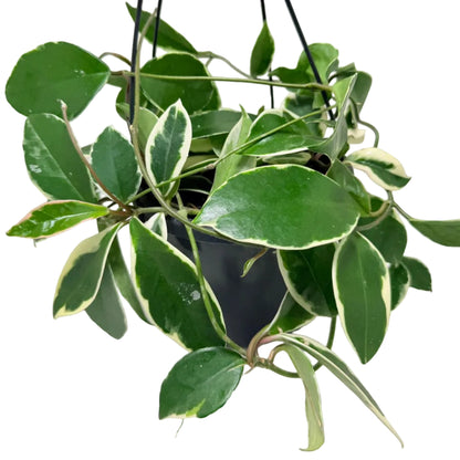 Hoya Purple Pride | Stunning Purple-Toned Wax Plant|190mm