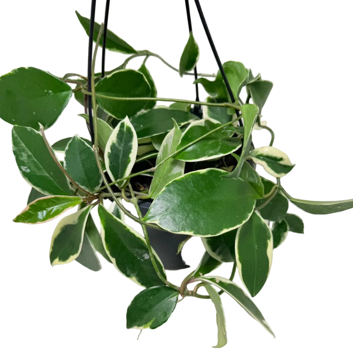 Hoya Purple Pride | Stunning Purple-Toned Wax Plant|190mm