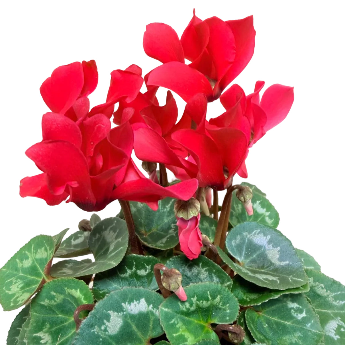 Cyclamen Light Red | Vibrant Red Flowering Indoor Plant|190mm