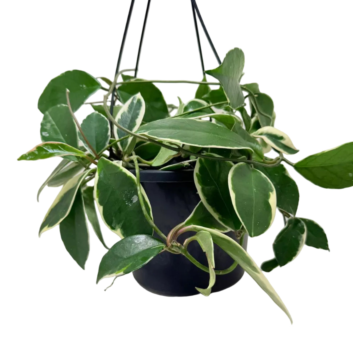 Hoya Purple Pride | Stunning Purple-Toned Wax Plant|190mm