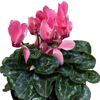 Cyclamen Pink | Beautiful Pink Flowering Indoor Plant|190mm