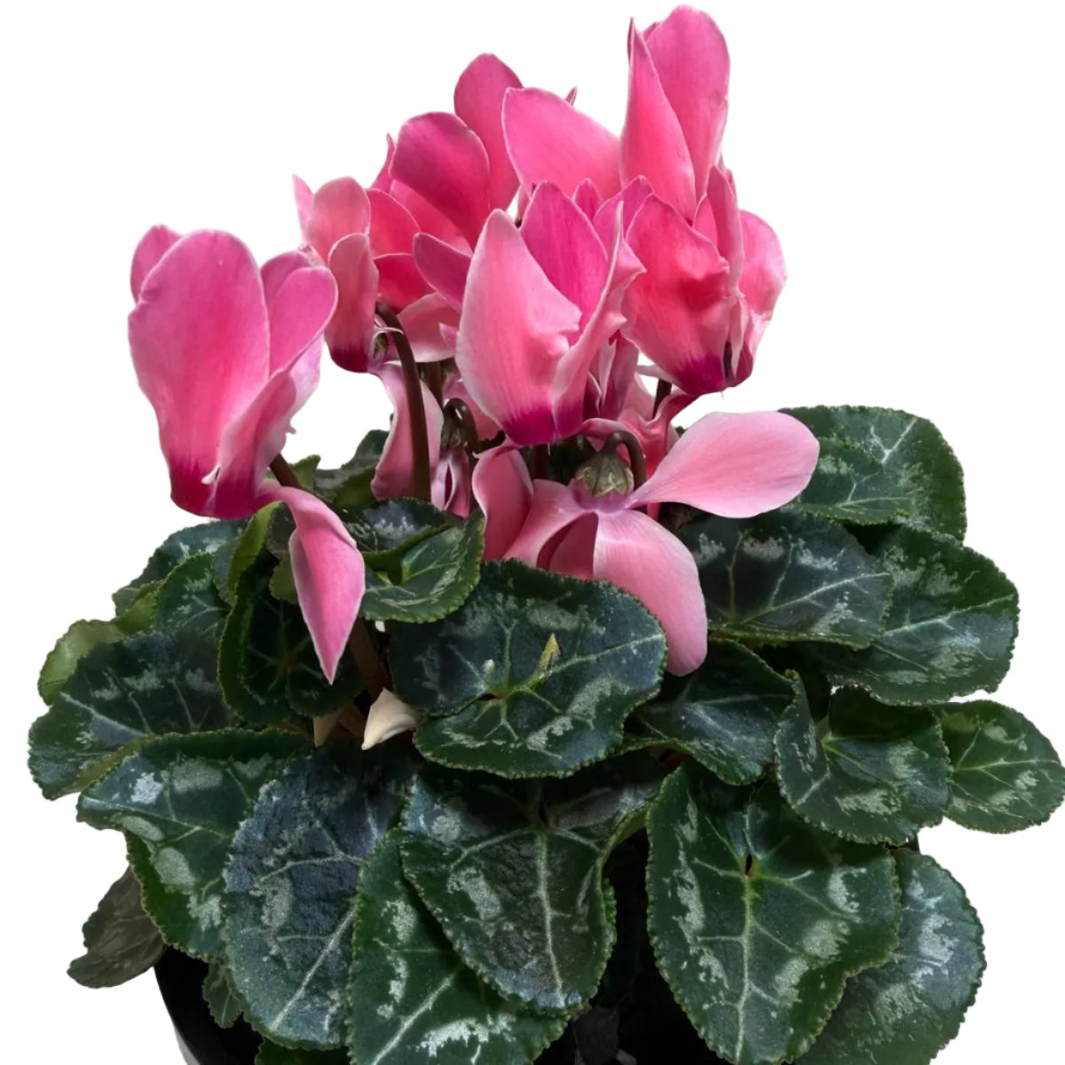 Cyclamen Pink | Beautiful Pink Flowering Indoor Plant|190mm