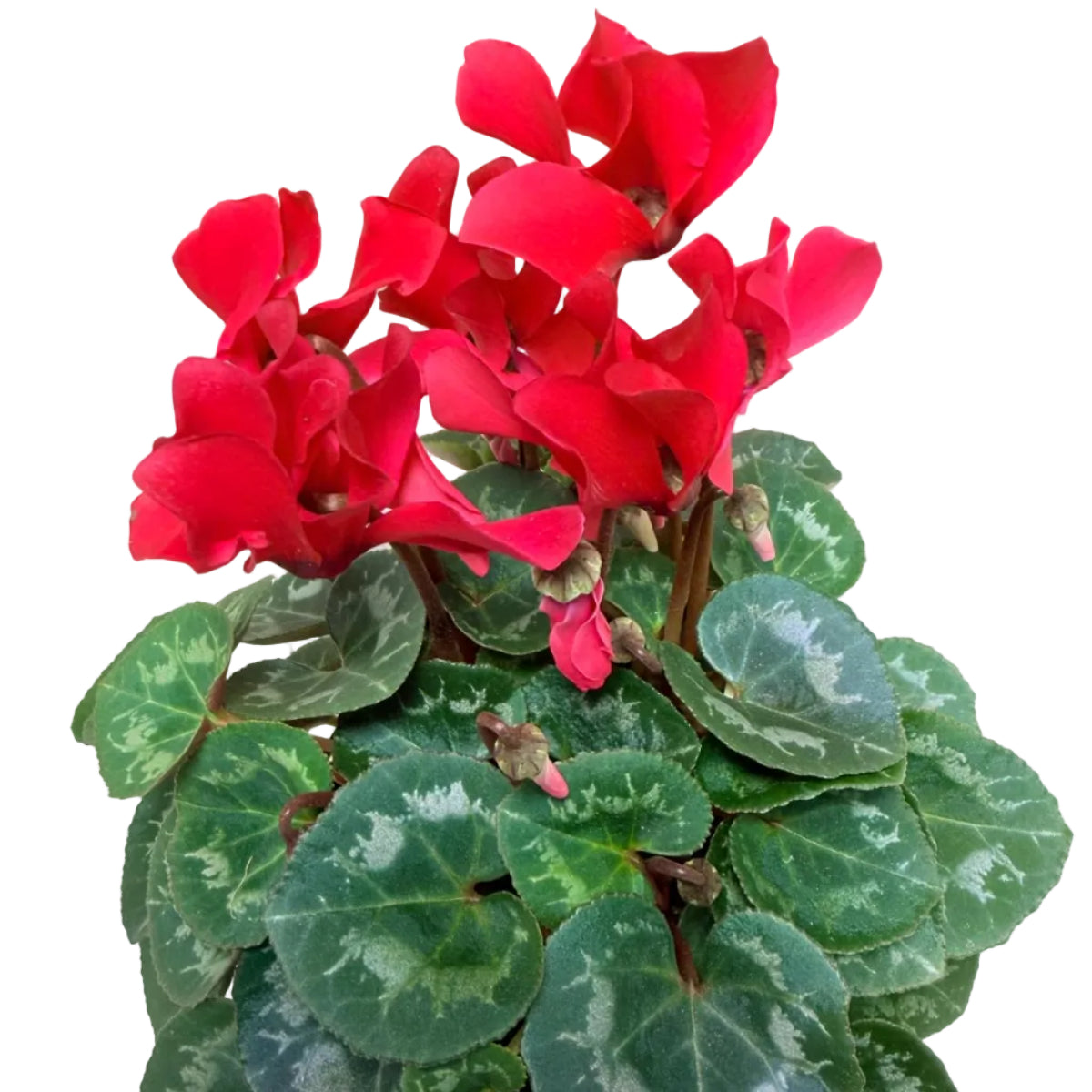 Cyclamen Light Red | Vibrant Red Flowering Indoor Plant|190mm