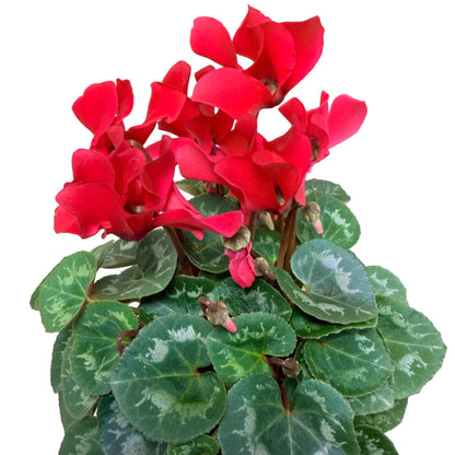 Cyclamen Light Red | Vibrant Red Flowering Indoor Plant|190mm