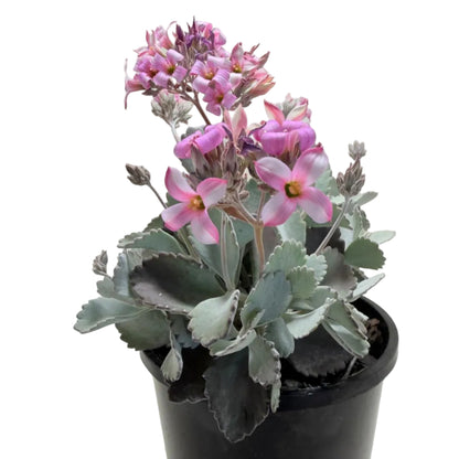Kalanchoe Pumila Quick Silver | Silver Succulent Australia|150mm