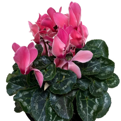 Cyclamen Pink | Beautiful Pink Flowering Indoor Plant|190mm