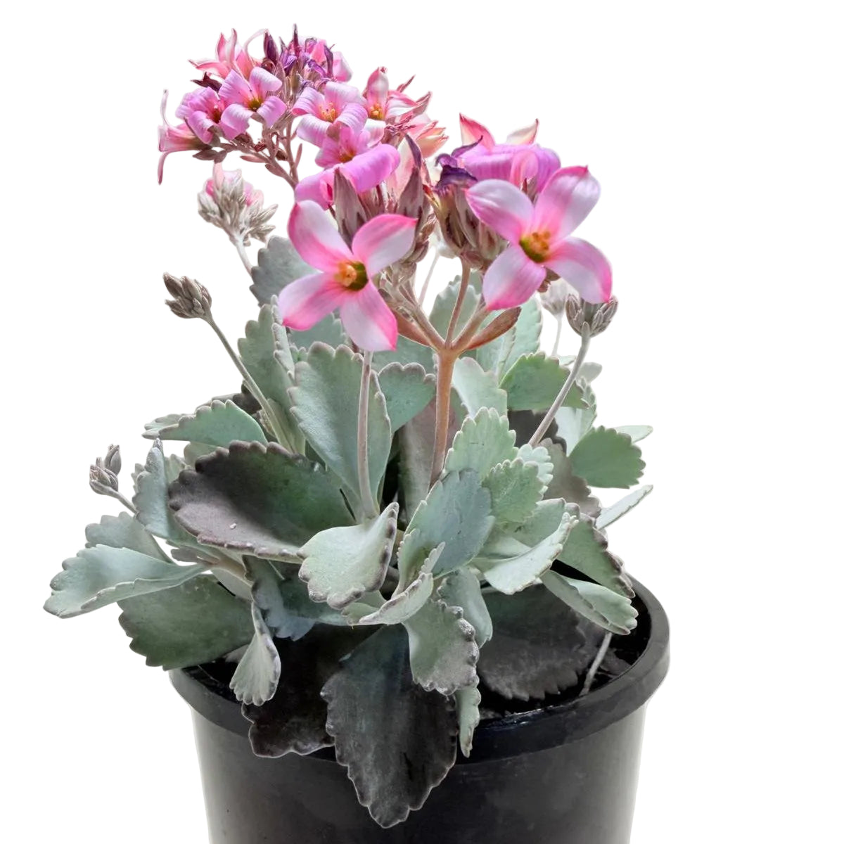 Kalanchoe Pumila Quick Silver | Silver Succulent Australia|150mm