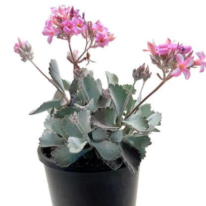 Kalanchoe Pumila Quick Silver | Silver Succulent Australia|150mm