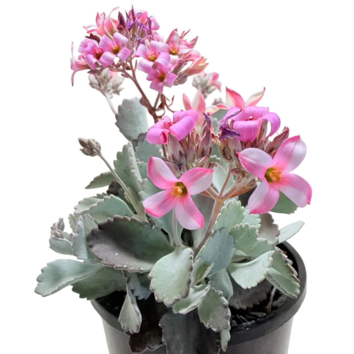 Kalanchoe Pumila Quick Silver | Silver Succulent Australia|150mm