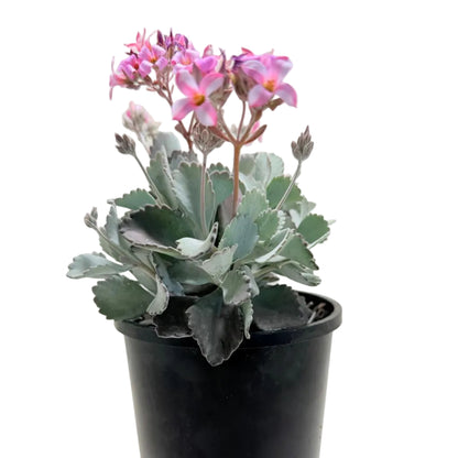 Kalanchoe Pumila Quick Silver | Silver Succulent Australia|150mm