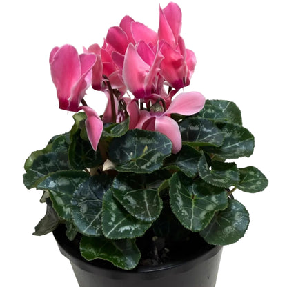 Cyclamen Pink | Beautiful Pink Flowering Indoor Plant|190mm