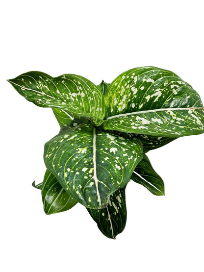 Aglaonema Tom's Pride Variegated | Rare Indoor Plant Australia