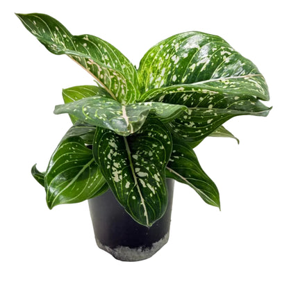 Aglaonema Tom's Pride Variegated | Rare Indoor Plant Australia
