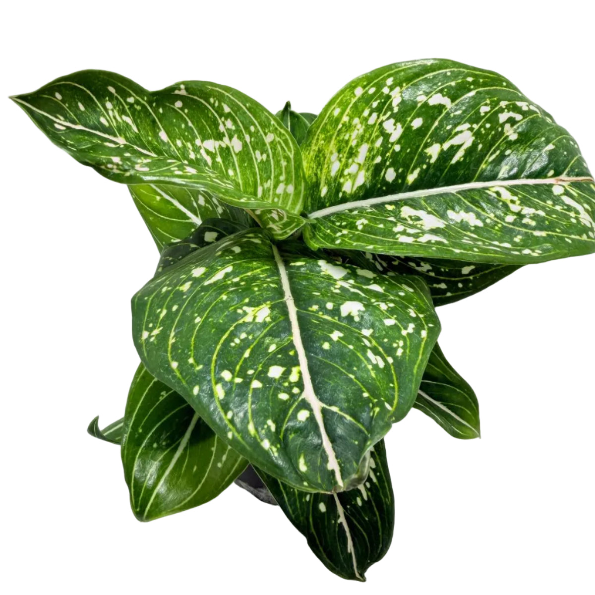 Aglaonema Tom's Pride Variegated | Rare Indoor Plant Australia