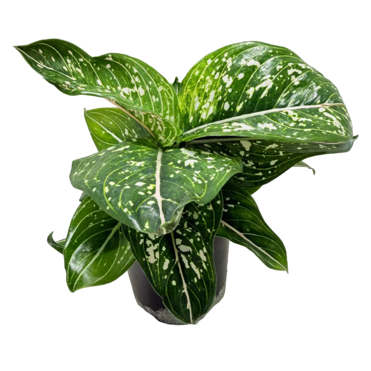 Aglaonema Tom's Pride Variegated | Rare Indoor Plant Australia