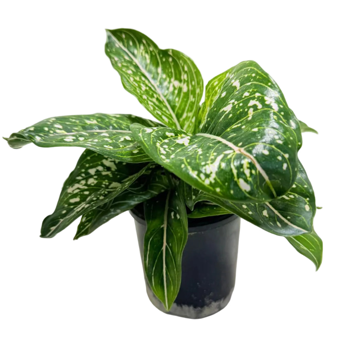 Aglaonema Tom's Pride Variegated | Rare Indoor Plant Australia