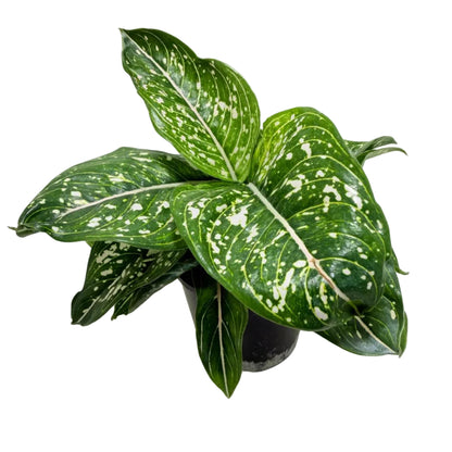Aglaonema Tom's Pride Variegated | Rare Indoor Plant Australia