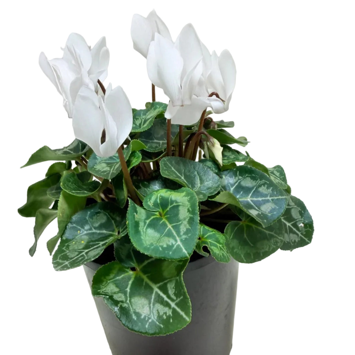Cyclamen White | White Flowering Plant Australia