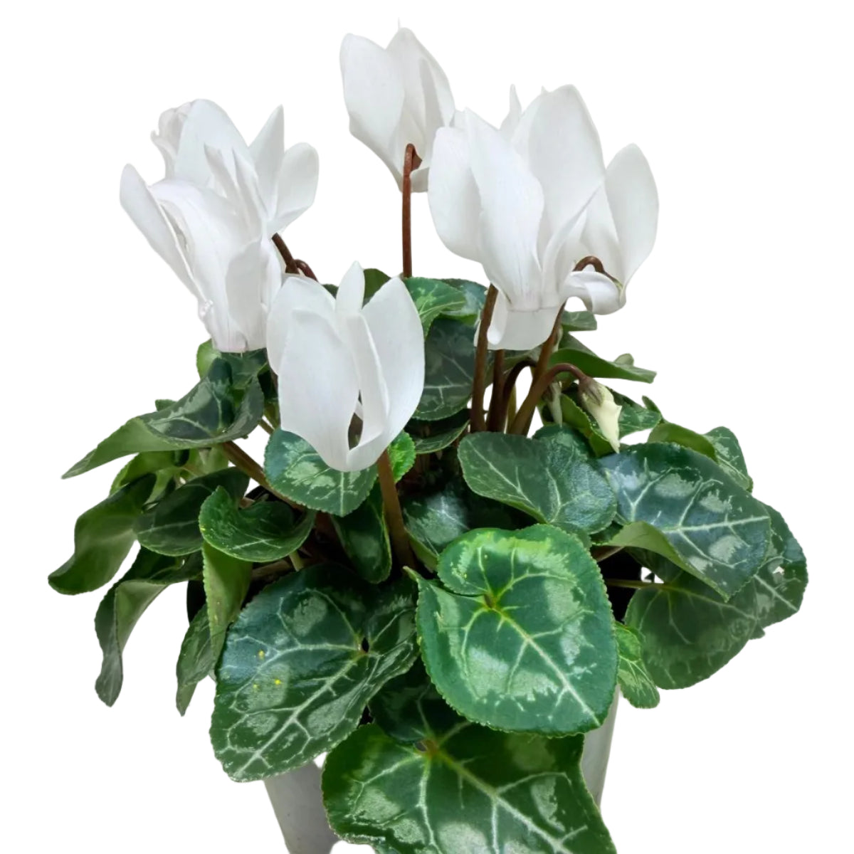 Cyclamen White | White Flowering Plant Australia