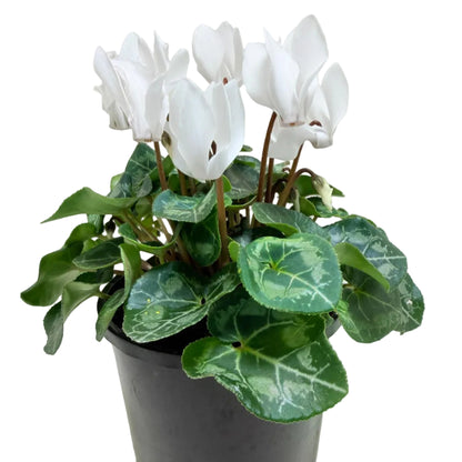 Cyclamen White | White Flowering Plant Australia