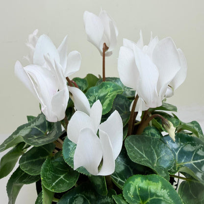 Cyclamen White | White Flowering Plant Australia