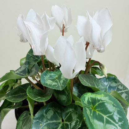 Cyclamen White | White Flowering Plant Australia