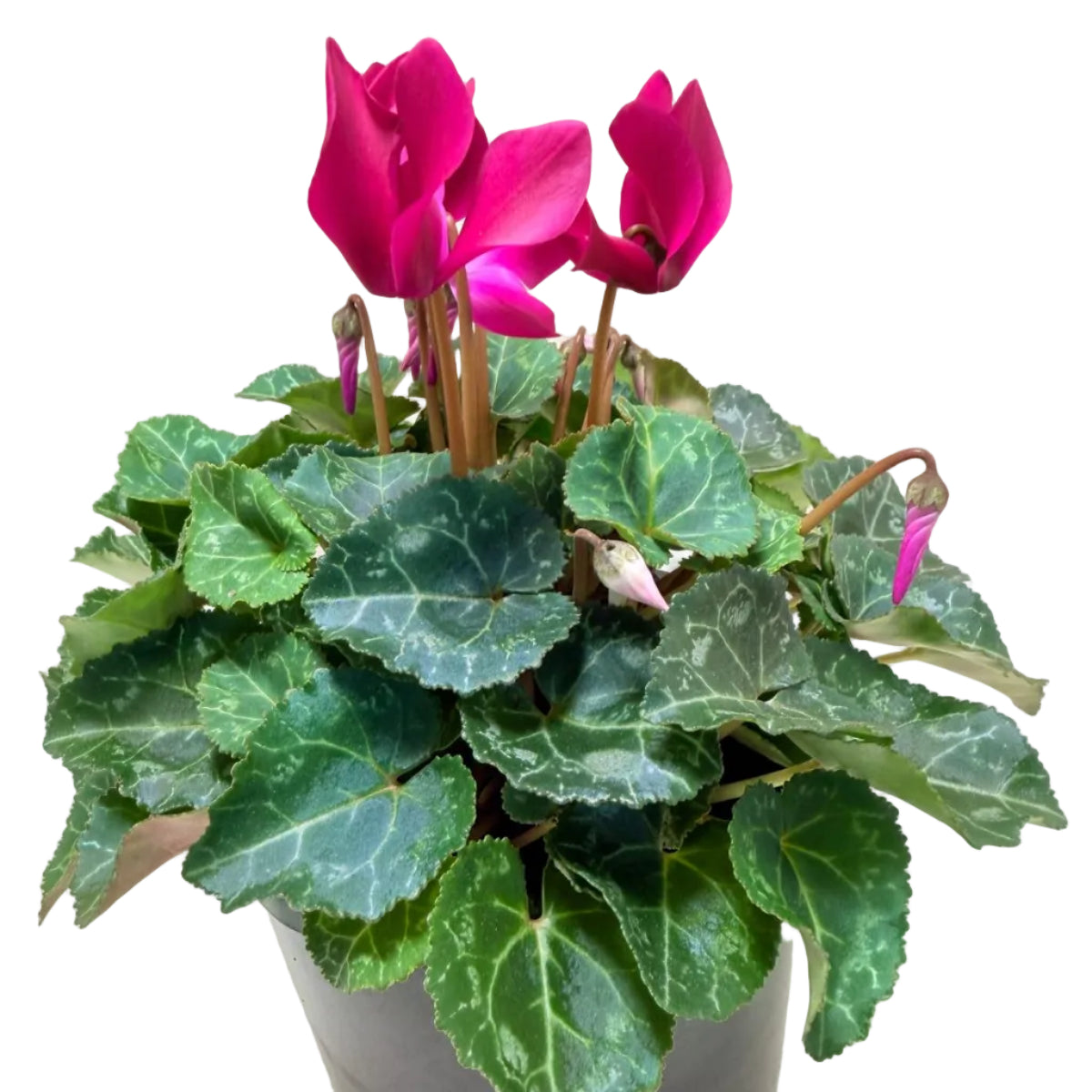 Cyclamen Purple | Purple Flowering Plant Australia