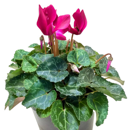 Cyclamen Purple | Purple Flowering Plant Australia