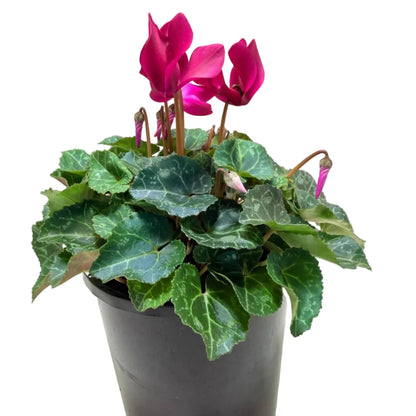 Cyclamen Purple | Purple Flowering Plant Australia