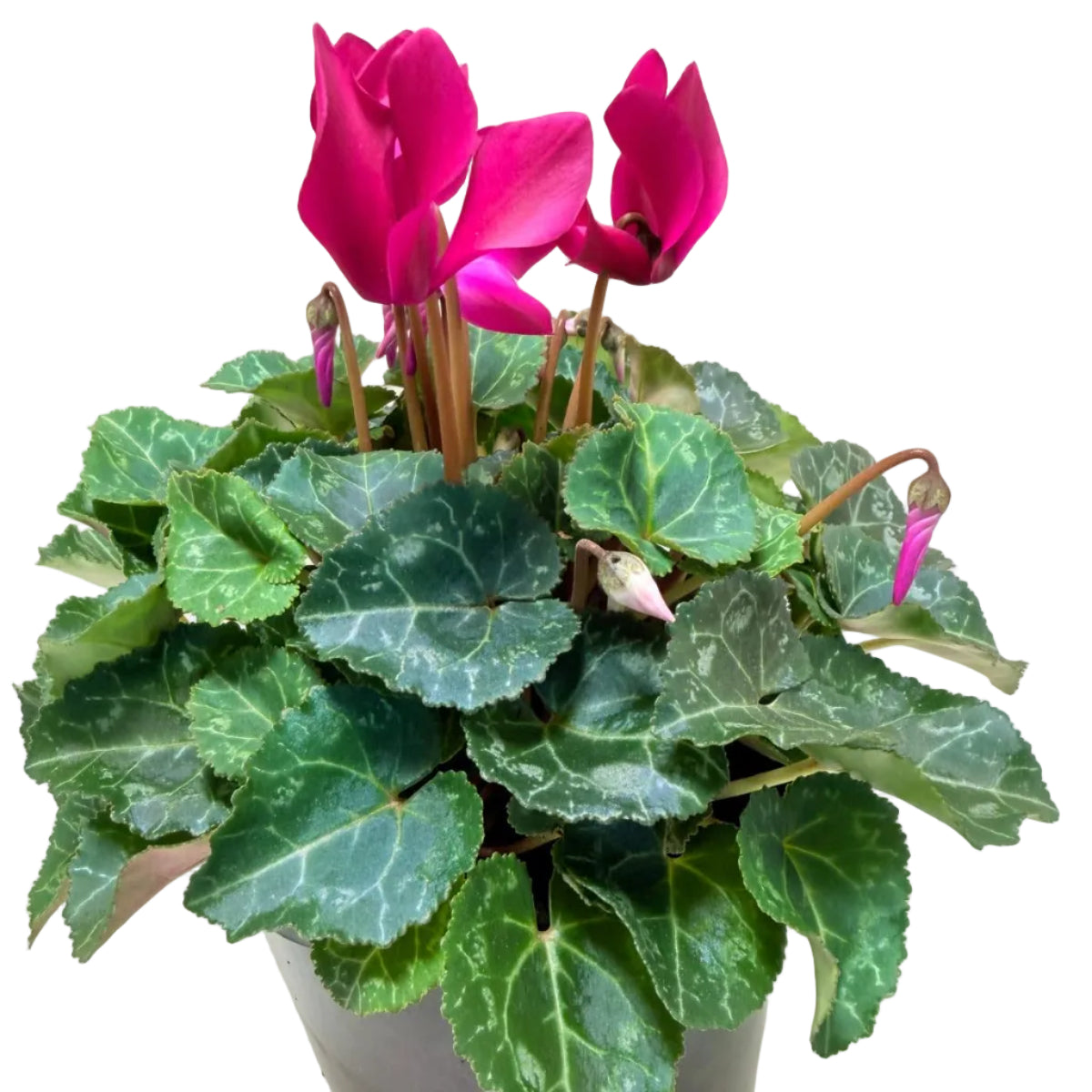 Cyclamen Purple | Purple Flowering Plant Australia